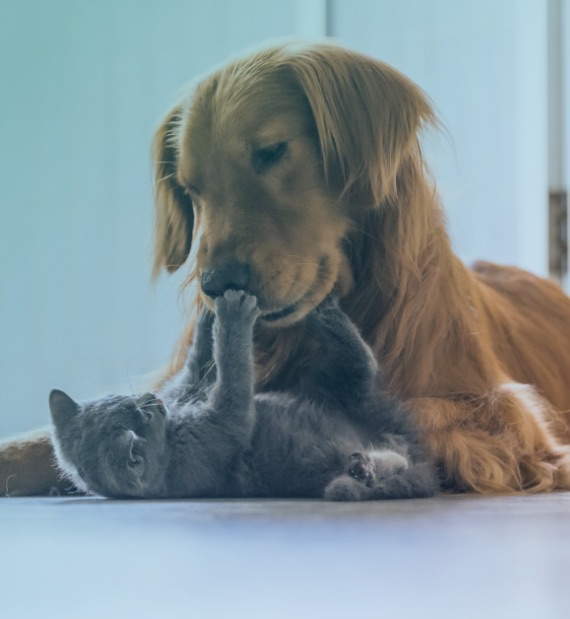 Icone Categoria Manipulação Veterinária
